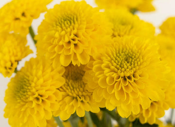 Yellow Button Pom Flower - Image