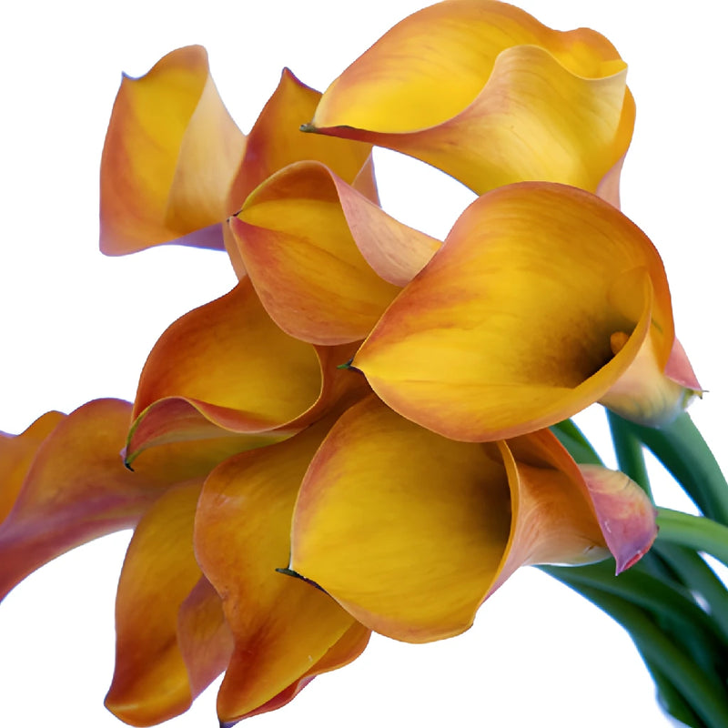 Orange Flame Mini Calla Lily Flower