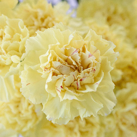 Yellow Carnations Flowers Close Up - Image