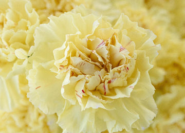 Yellow Carnations Flowers Close Up - Image