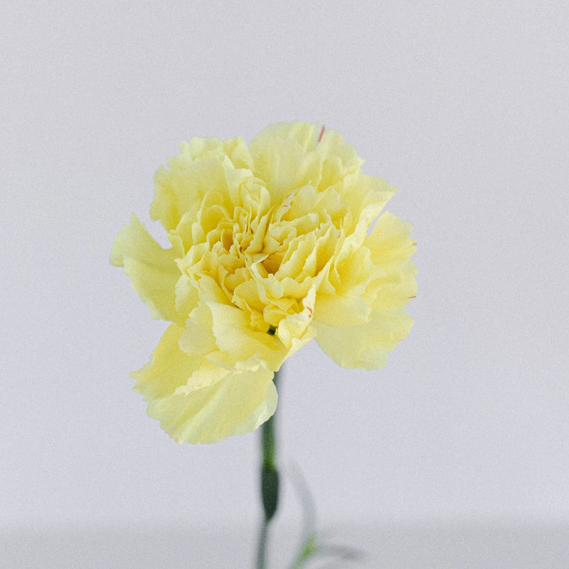Yellow Carnations Flowers Stem - Image