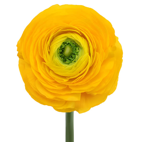 Golden Rod Italian Cloony Ranunculus