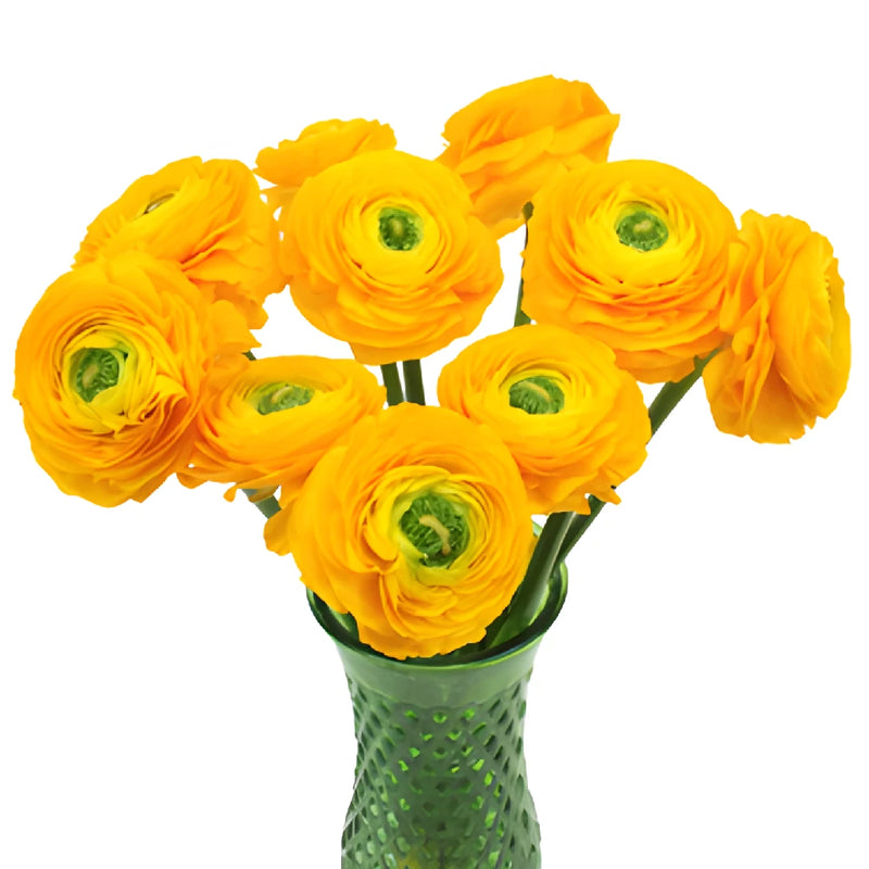 Golden Rod Italian Cloony Ranunculus