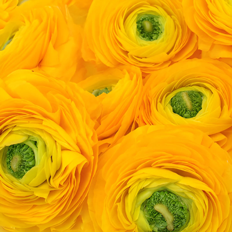 Golden Rod Italian Cloony Ranunculus