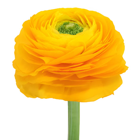 Golden Rod Italian Cloony Ranunculus