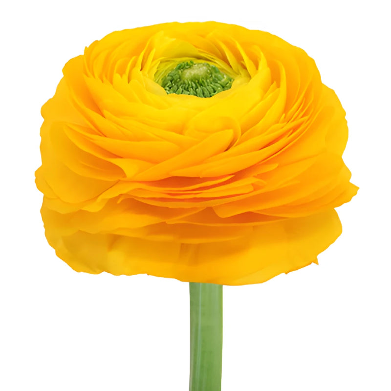 Golden Rod Italian Cloony Ranunculus