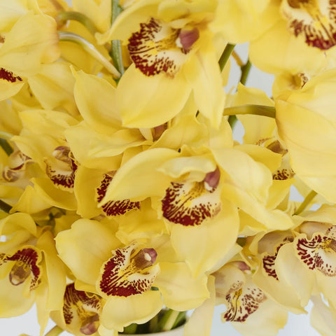 Yellow Cymbidium Orchids Close Up - Image