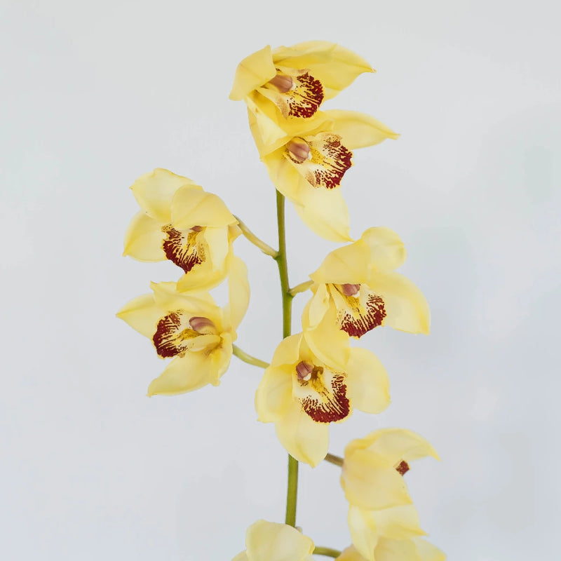 Yellow Cymbidium Orchids Stem - Image