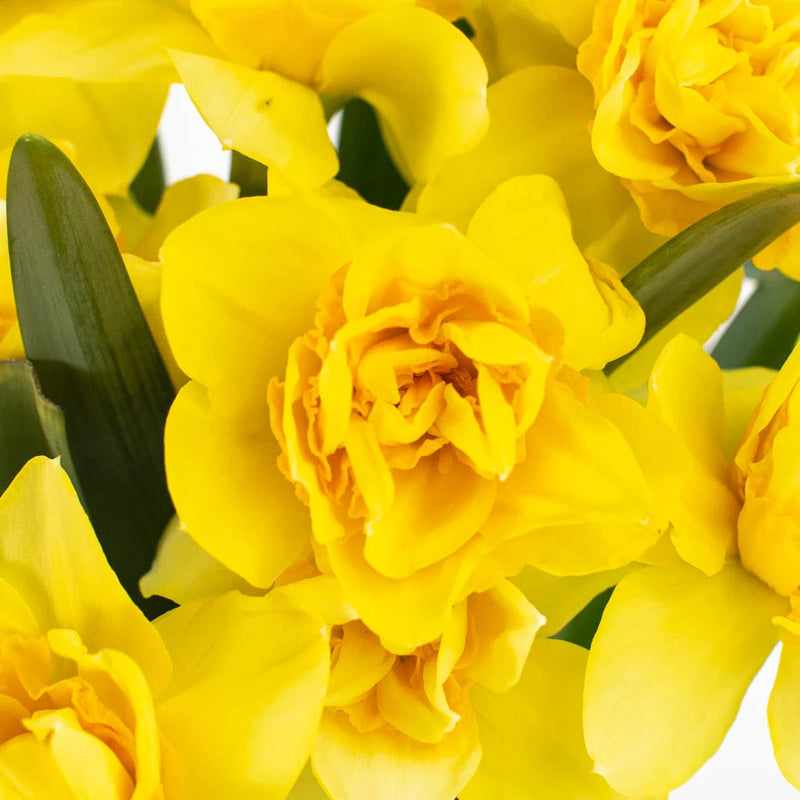 Yellow Daffodil Flower Up Close