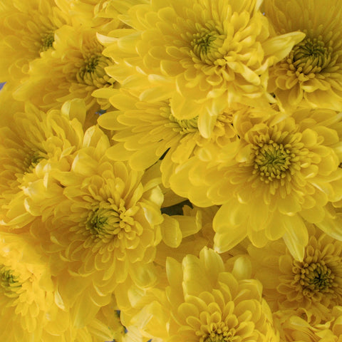 Yellow Dahlia Style Cushion Flower Close Up - Image