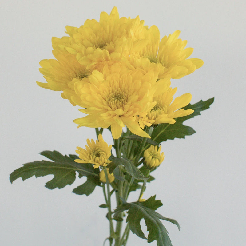 Yellow Dahlia Style Cushion Flower Stem - Image