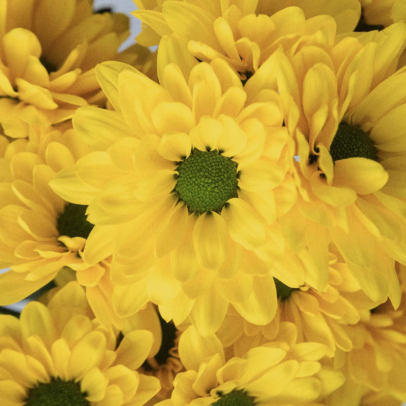 Yellow Daisy Flowers Close Up - Image