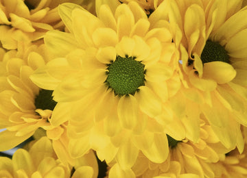 Yellow Daisy Flowers Close Up - Image