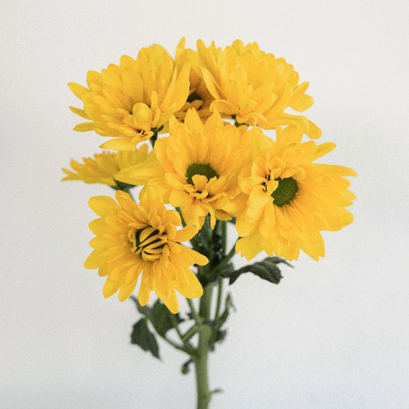 Yellow Daisy Flowers Stem - Image