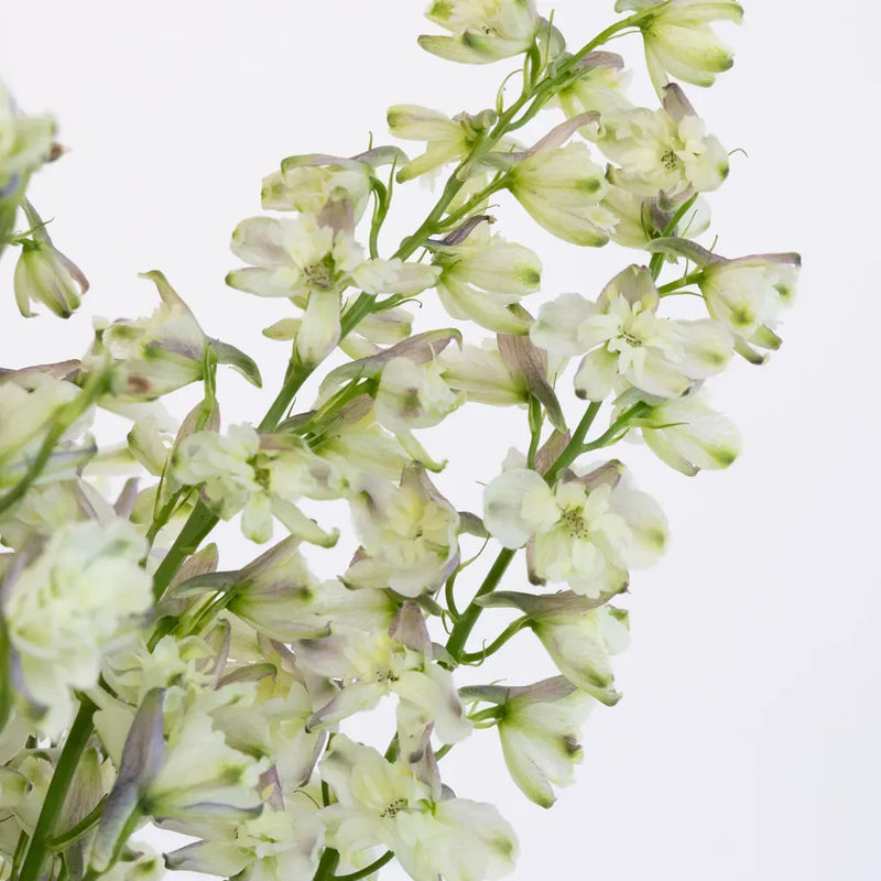 Yellow Delphinium Flower Close Up - Image