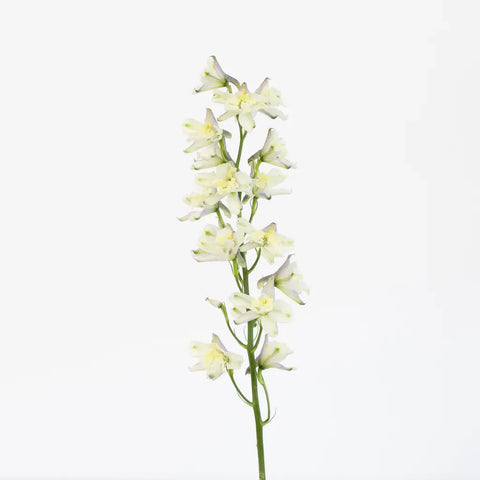 Yellow Delphinium Flower Stem - Image