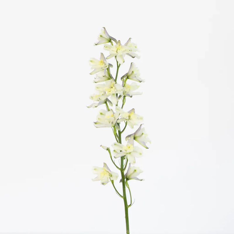 Yellow Delphinium Flower Stem - Image