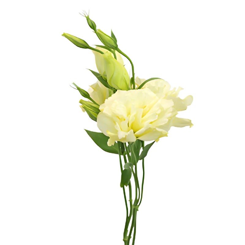 Yellow Designer Lisianthus Wholesale Flower Stem