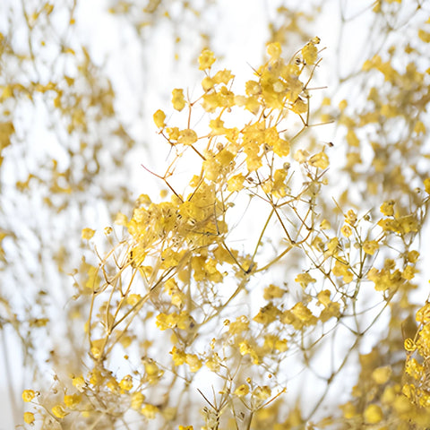 Yellow Dried Baby's Breath Flower
