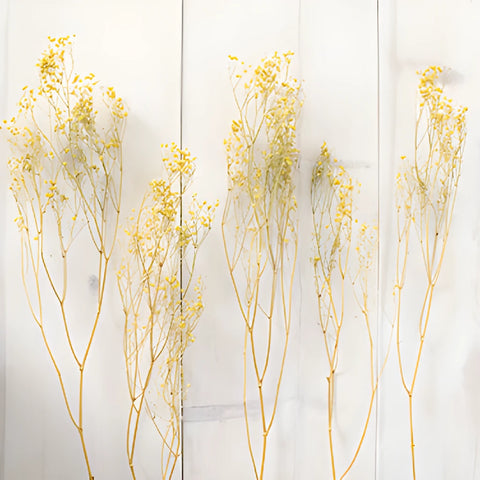 Yellow Dried Baby's Breath Flower