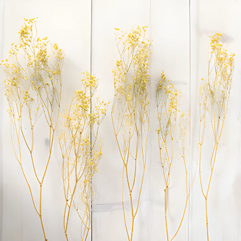 Yellow Dried Baby's Breath Flower