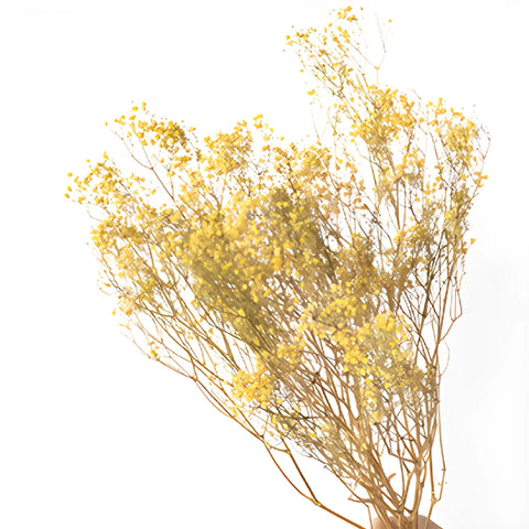 Yellow Dried Baby's Breath Flower