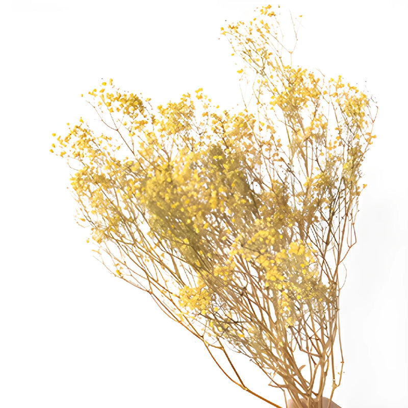 Yellow Dried Baby's Breath Flower