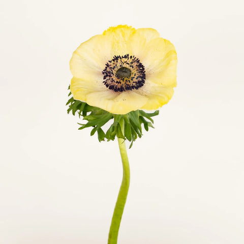 Yellow Enhanced Anemone Fresh Cut Anemones Stem - Image