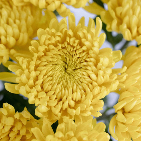 Yellow Football Mum Flower Close Up - Image