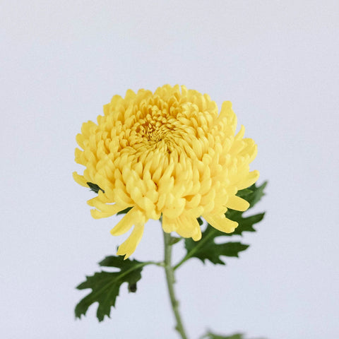 Yellow Football Mum Flower Stem - Image