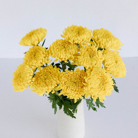 Yellow Football Mum Flower Vase - Image