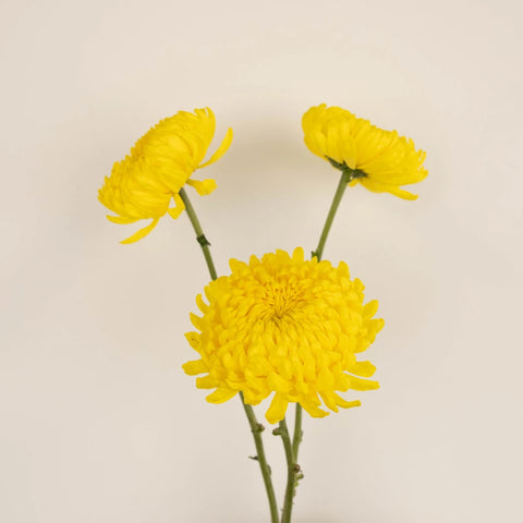 Yellow Football Mum Yellow Football Mum Flower Stem - Image