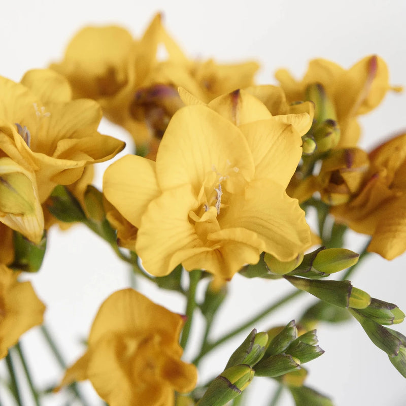 Yellow Freesia Flower Close Up - Image