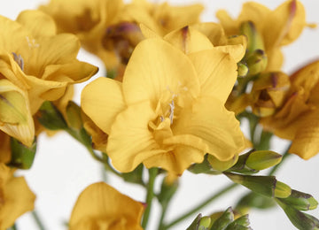 Yellow Freesia Flower Close Up - Image
