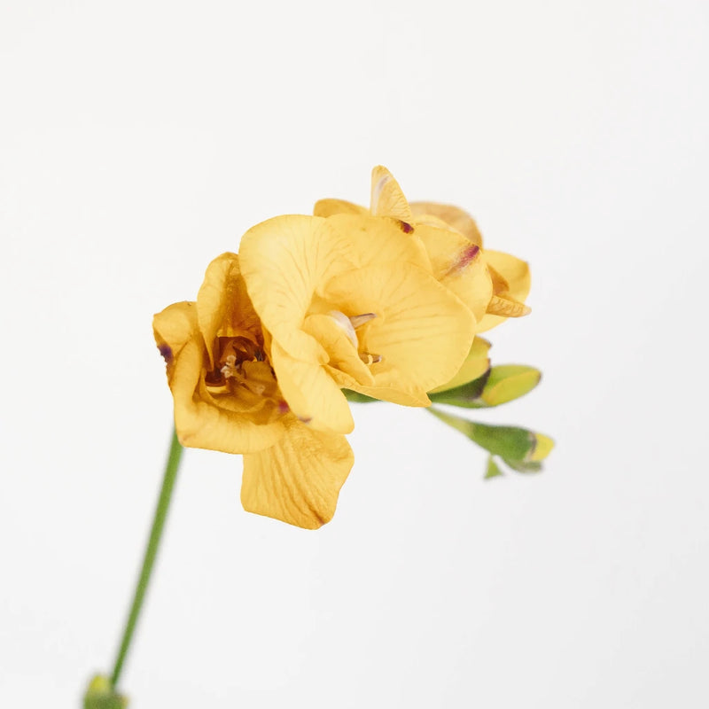 Yellow Freesia Flower Stem - Image