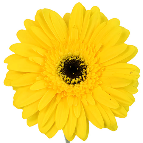 Yellow Gerbera Daisy Flower