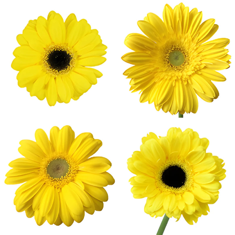 Yellow Gerbera Daisy Flower