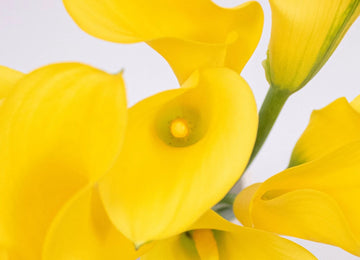 Yellow Golden Calla Lily Flower Up Close