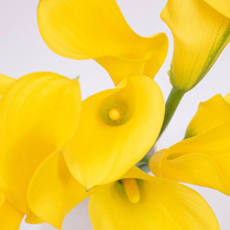 yellow arum lily flower Buy Wholesale Golden Yellow Mini Calla Lily Flower in Bulk