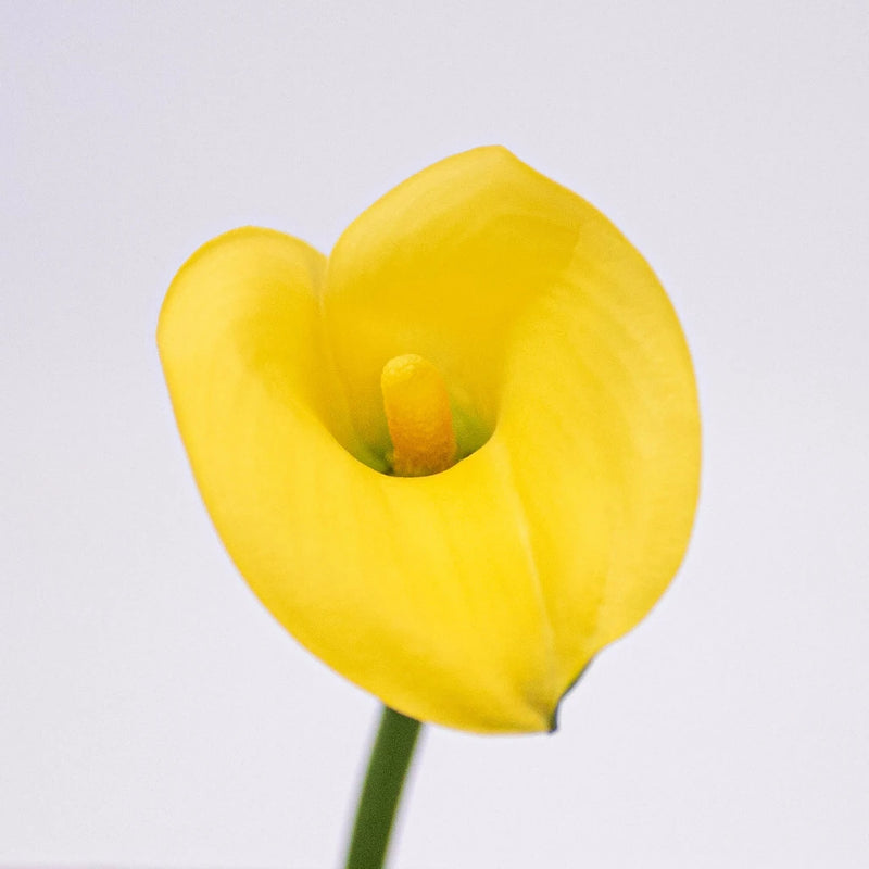 Yellow Golden Calla Lily Flower Up Close