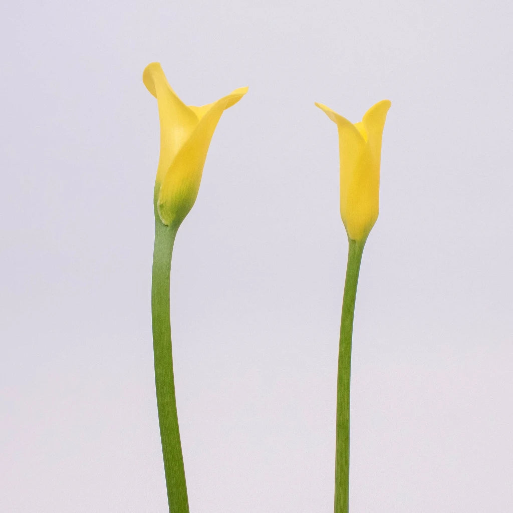 yellow calla lily flower Buy Wholesale Golden Yellow Mini Calla Lily Flower in Bulk