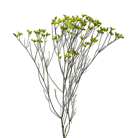 Yellow Limonium Flowers