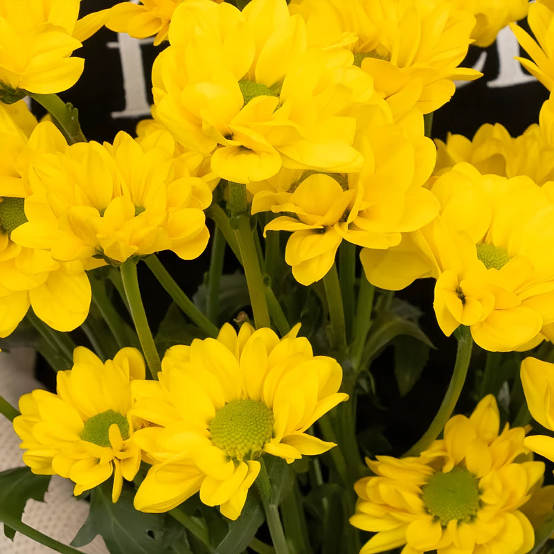 Yellow Micro Pom Flower Close Up - Image