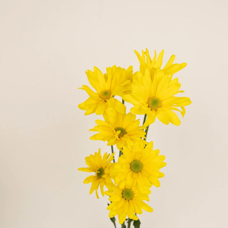 Yellow Micro Pom Flower Vase - Image