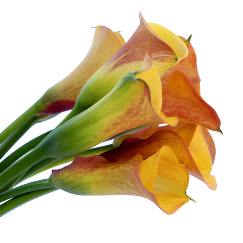Sunset Colors Mini Calla Lily Flower