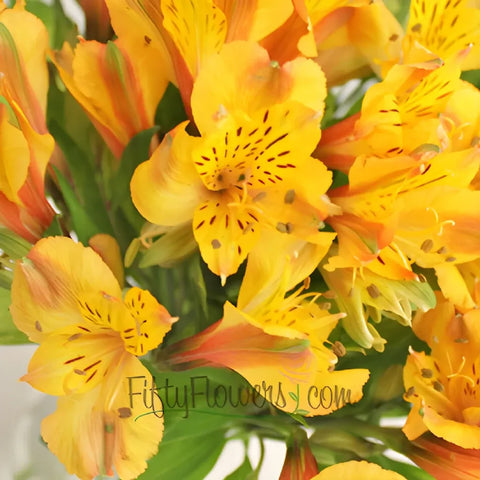 Yellow Peach Peruvian Lilies Close Up - Image