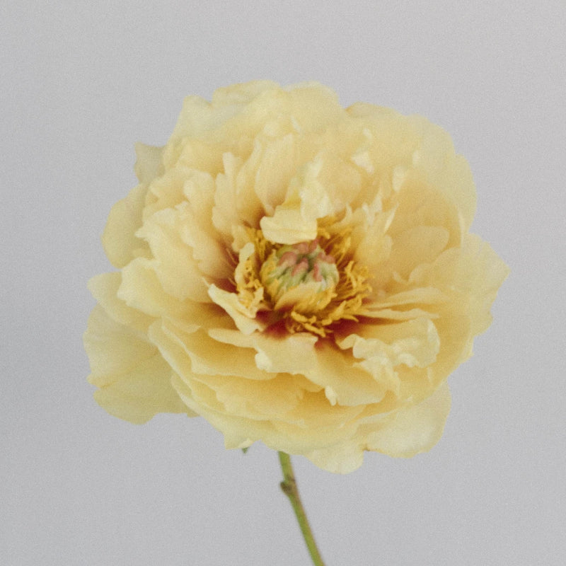 Yellow Peonies Flower November Delivery Stem - Image