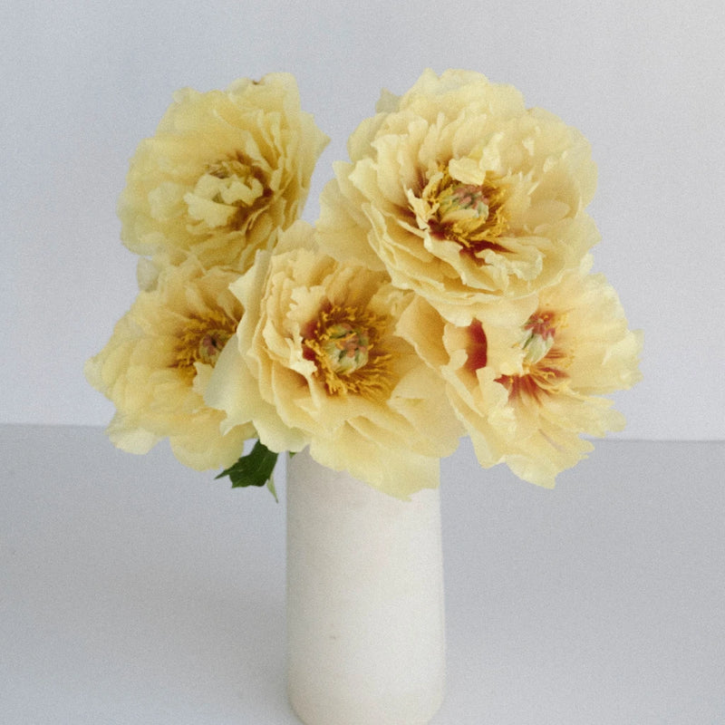 Yellow Peonies Flower November Delivery Vase - Image