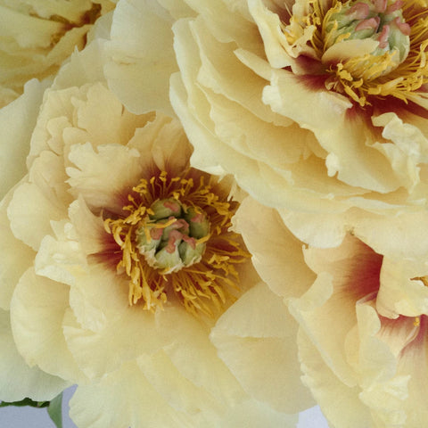 Yellow Peonies Flower November Delivery - Image