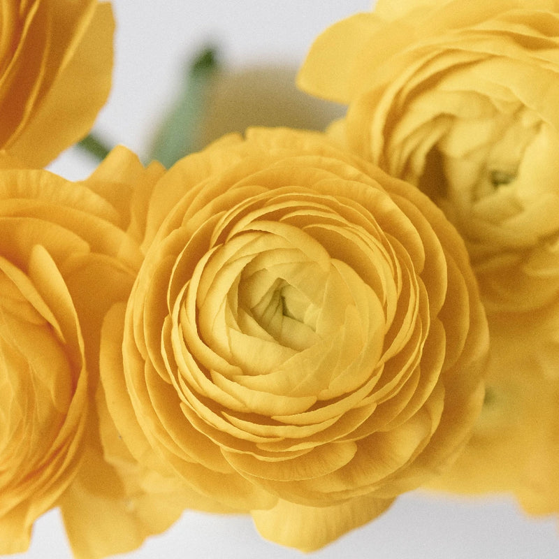 Yellow Ranunculus Close Up - Image